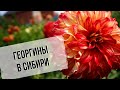 Сорта георгин | Особенности выращивания в Сибири