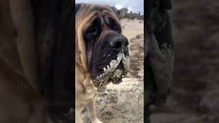 Pooh vs Hurricane Erin before the storm and after the storm! #poohbearthemastiff #hurricane