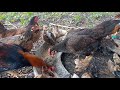 Opa para sa sisiw sampong peso per kilo | Tipid sa pakain | Bagong papisa