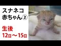【日々、スナネコ成長日誌。】 ② 生後12日〜15日 "Growth Diary of Sand cat's baby" vol. 2