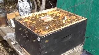 Peek and Speak Hive Inspection (mudsongs.org)