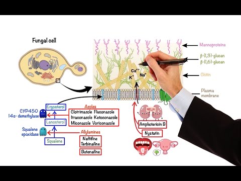 Video: Anti-fungal agent for walls: review, composition, choice