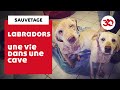 Ces labradors ont t sauvs dune cave par la fondation 30 millions damis