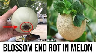 Blossom End Rot (BER) in Melon - Growing Melons For Newbie