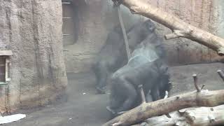 Gorilla Abeku disturbed during sex by his familiy 3-23- 87