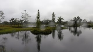 Воды больше не надо .Будановские болота. Зелёная грива и водоёмы на болоте. Сутки под дождём.