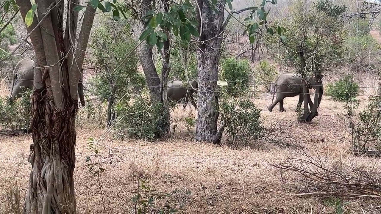 Ellies at Idube Lodge/Sabi Sands 9.17.24
