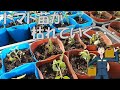 【枯れる･萎れる】今年はトマト苗ダメかもしれない。