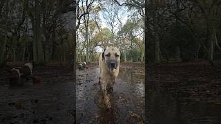 So muddy ilovemydog bigdog kangal anadoluçobanköpeği anatolianshepherd dog