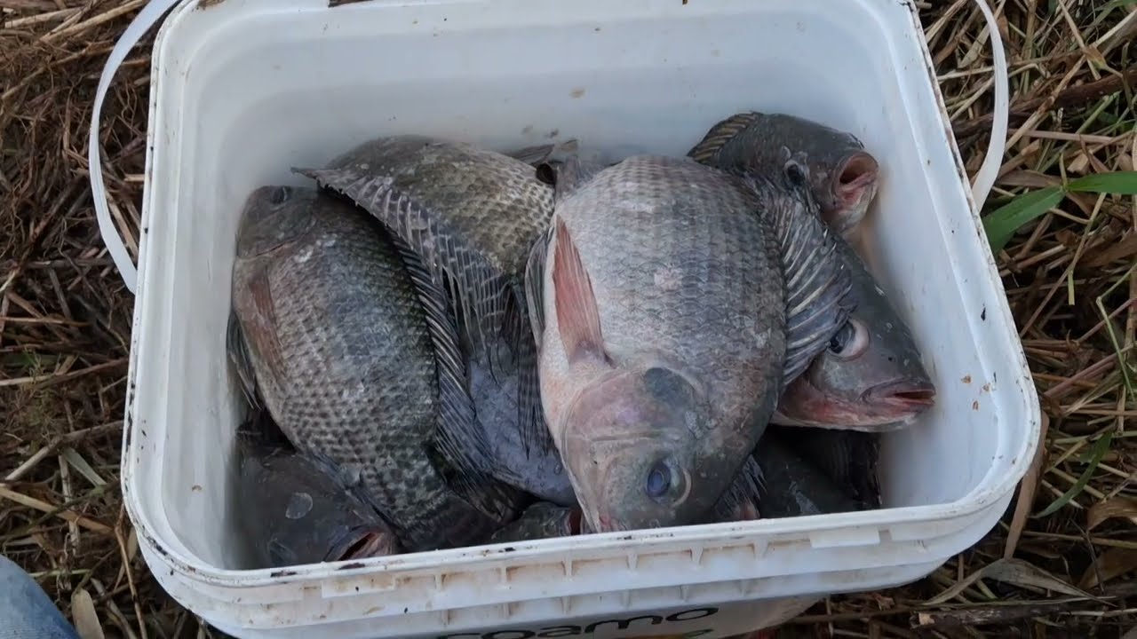 Depois da chuva elas apareceram,  nunca peguei tantas tilápias com essa isca!