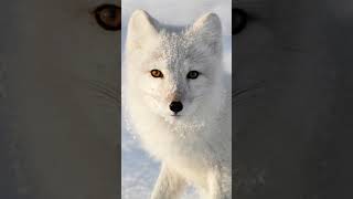 Arctic fox (Vulpes lagopus), which is perfectly adapted to survive in extreme cold climates#viral#yt