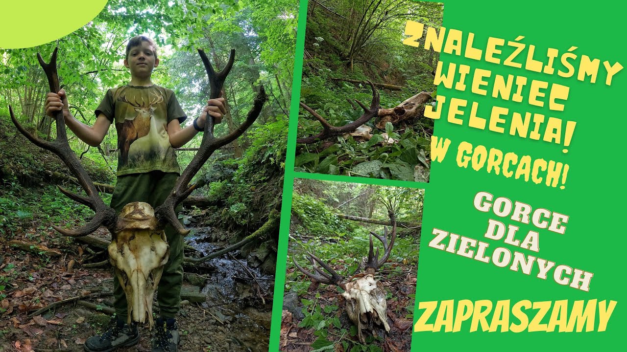 Znaleźliśmy wieniec jelenia, to była przygoda :) #gorce  #wieniec #jelenie