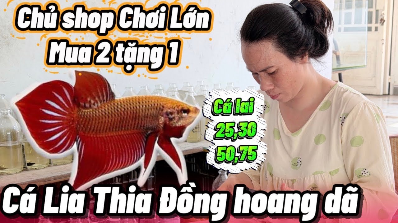 Cá lia thia đông hoàng dã chị chủ chơi lớn mua 2 tặng 1 xin thêm cho luôn