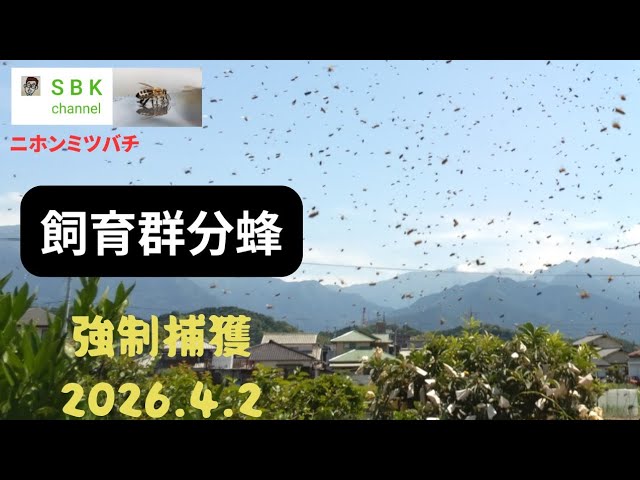 飼育群分蜂 - YouTube