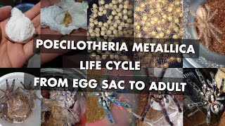 Tarantula Life Cycle From Eggs to Adult (Poecilotheria Metallica)