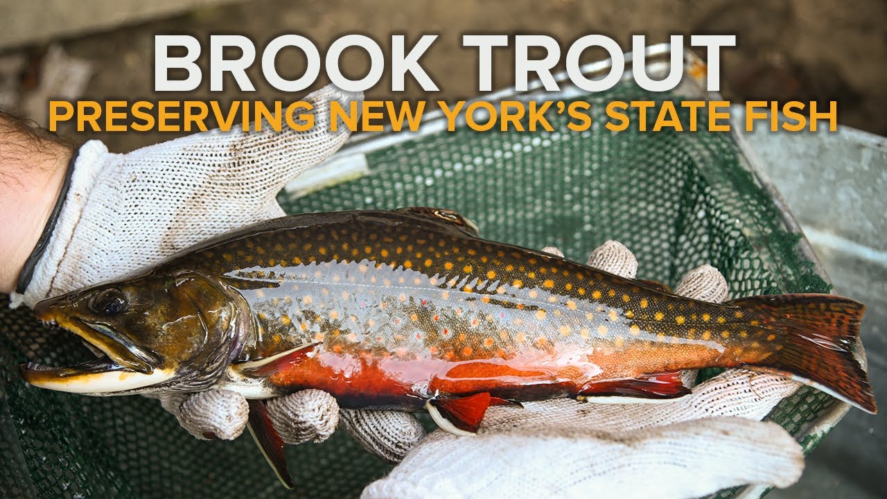 Brook Trout: Preserving New York's State Fish 