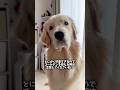 生まれた瞬間から老犬になるまで一瞬一瞬が可愛いゴールデンレトリバーです!#ゴールデンレトリバー#ゴールデンレトリバーのいる生活 #大型犬のいる暮らし #goldenretriever