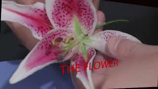 Selecting the Correct Flower for Dissection (Best) - From SDPB