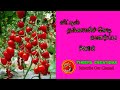 தக்காளிச் செடி வளர்ப்பு Part-2