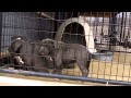 Blue Razors Edge American Bully Puppies For Sale