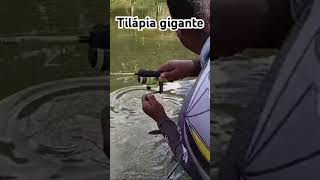 Peguei uma tilápia gigante na isca de pão #fishing #pesca