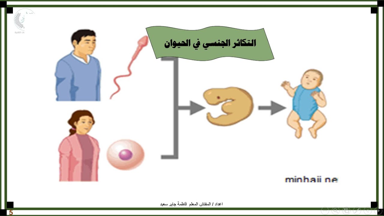 التكاثر الجنسي في الحيوان / الدرس الاول