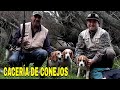 CAZA de CONEJOS con PERROS [ Galgos/ Beagles /Conejeros]  Video de CACERÍA  de conejos 2021 Arauco.
