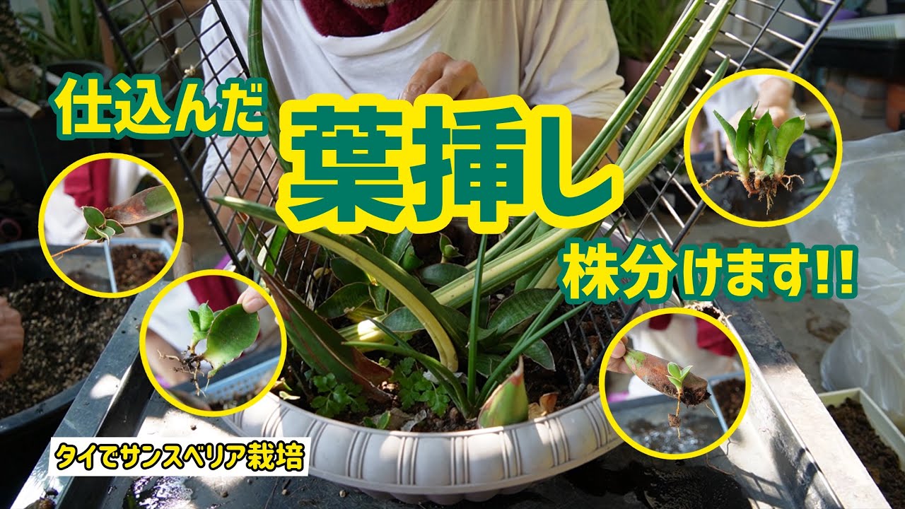 【タイでサンスベリア栽培】仕込んだ”葉挿し”株分けます！！！ピングイキュラ、ブラックパゴダ、、、etc