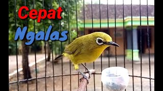 Pancingan Pleci Dakun Wilis Agar Cepat Ngalas