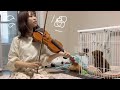 自分の楽器はどれ?プロヴァイオリニストなら当てて当然!?ヴァイオリン3本聴き比べ〜