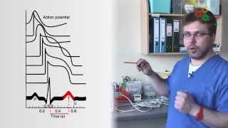 Физиология человека. Электрокардиограмма (М. Ловать)(Готовимся к практическому туру Всероссийской олимпиады по биологии!, 2015-01-24T11:47:44.000Z)