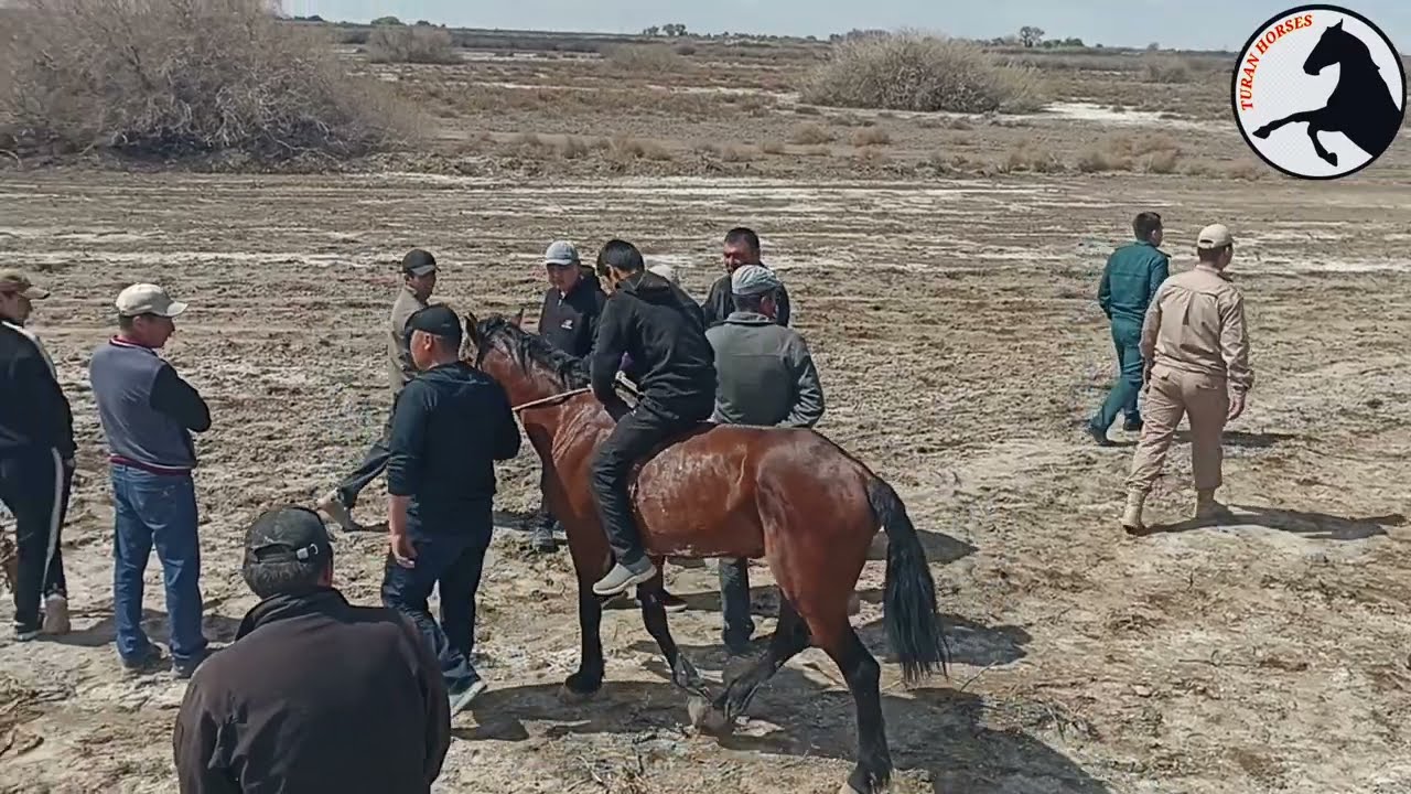 ЖАЛҒЫЗ ТЕРЕК БӘЙГЕ 13- АПРЕЛЬ 2025 ж