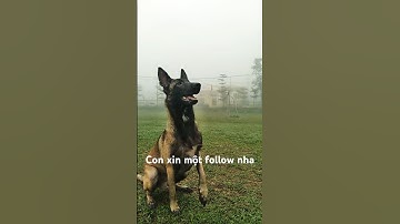 Ngày nào con cún cũng luyện tập chăm chỉ #belgianmalinois #malinoi #animal #workingdog #dog