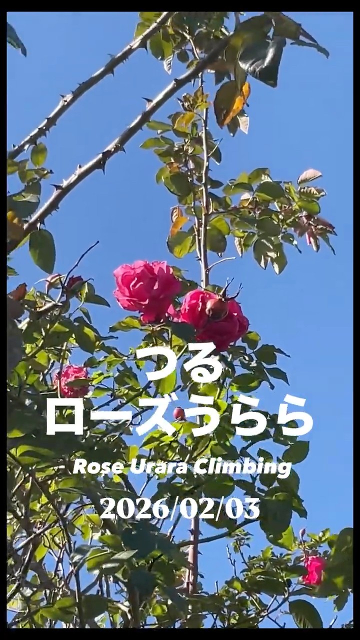 Climbing Rose Urara. February 3, 2026. Climbing rose from Keisei