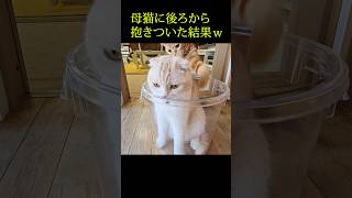 子猫がこっそり母猫に後ろから抱きついた結果...笑