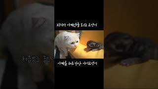 자기가 아빠인줄 모르는 고양이![원본댓글고정]