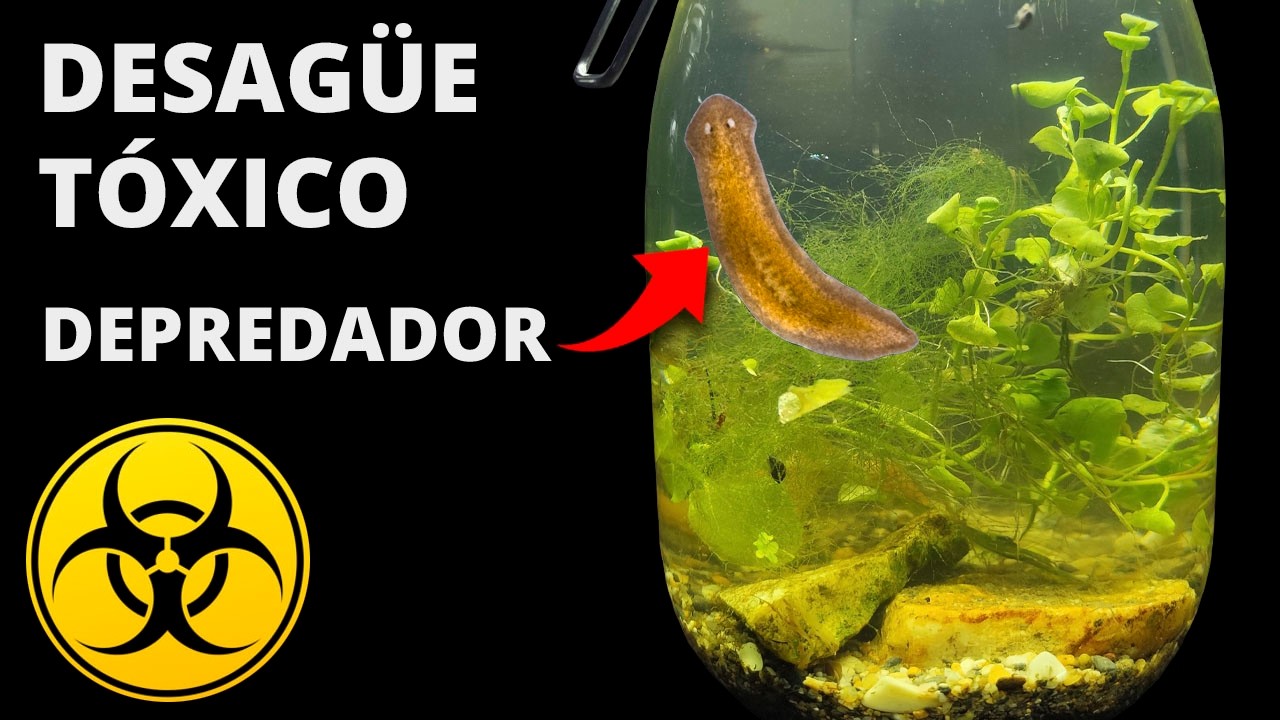 Metí Agua de Alcantarilla en un Jarro, Semanas Después ESTO Apareció!