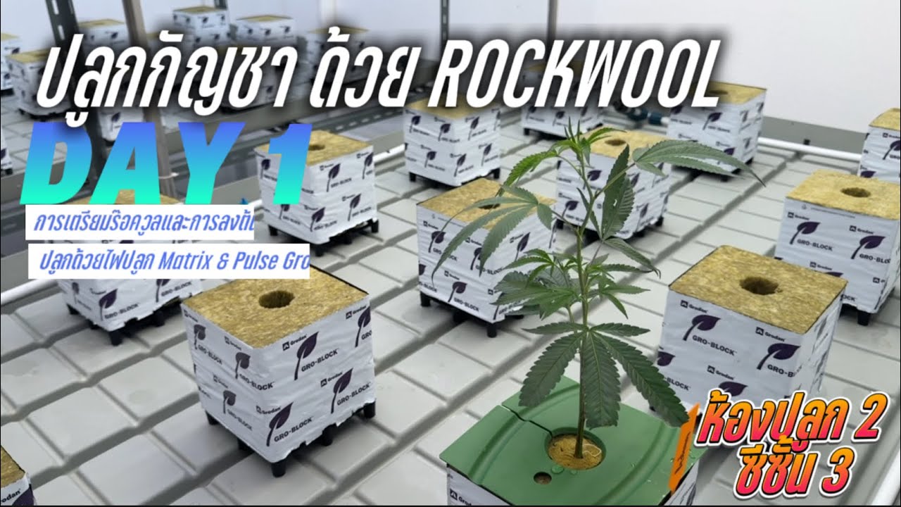 ปลูกต้นกัญชา ด้วย ROCKWOOL DAY 1 การเตรียมร๊อควูลและการลงต้น ปลูกด้วยไฟปลูก Matrix LED