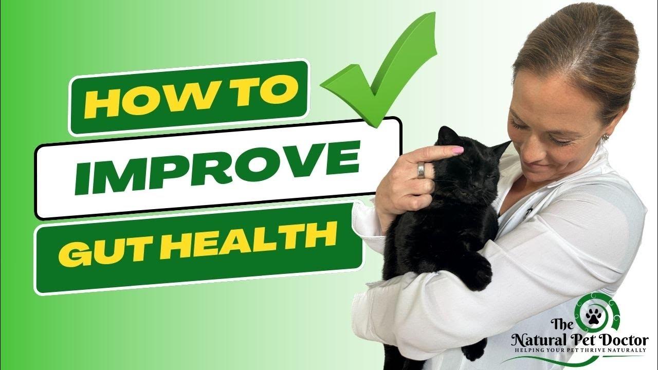 How To Improve Your Cat And Dog's Gut Health Holistic Vet Natural