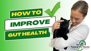 How To Improve Your Cat And Dog's Gut Health  Holistic Vet | Natural Pet Care