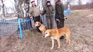 В гостях у Фоктова М. А.Русские гончие Пылай и Разбой вл. Попов В.Б.