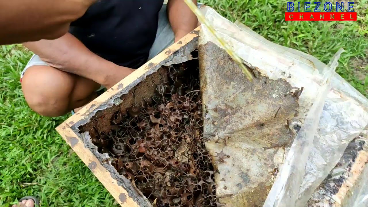 memanen madu lebah kelulut secara manual menggunakan suntikan