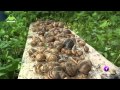 Las chicas del Mercadillo. Matillas "Agua y sol, tiempo de caracol" 18.05.15