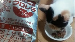 免疫UP中！猫用クロレラサプリを食べる[らむ]