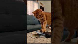 What are you doing with my money? 🤣 #comedy #cat #viral #shorts