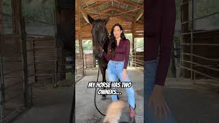 My horse has TWO owners…   #shorts #equestrian #horse