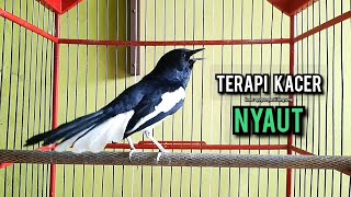 SUARA BURUNG kacer gacor NGEPLONG tarung ini paling ampuh buat PANCINGAN KACER agar EMOSI NYAUT