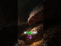 Smaug Didn't Lose—He Perfected Darkness #shorts #dragonkind #theory