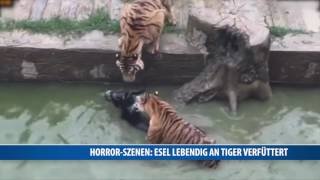 Horror-Szenen: Esel lebendig an Tiger verfüttert screenshot 1