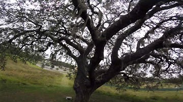 Impulserc alien RAW uncut freestyle practice.